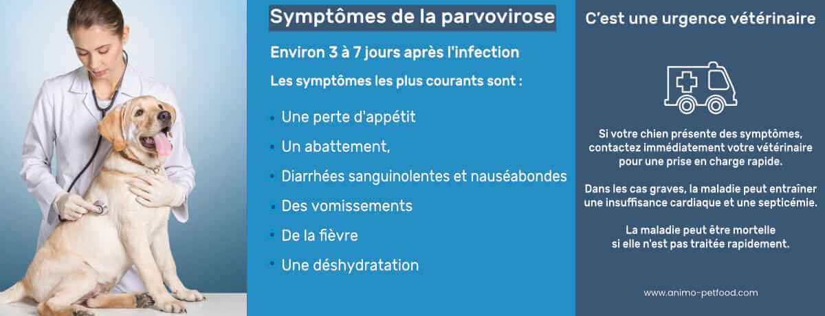symptomes-de-la-parvovirose